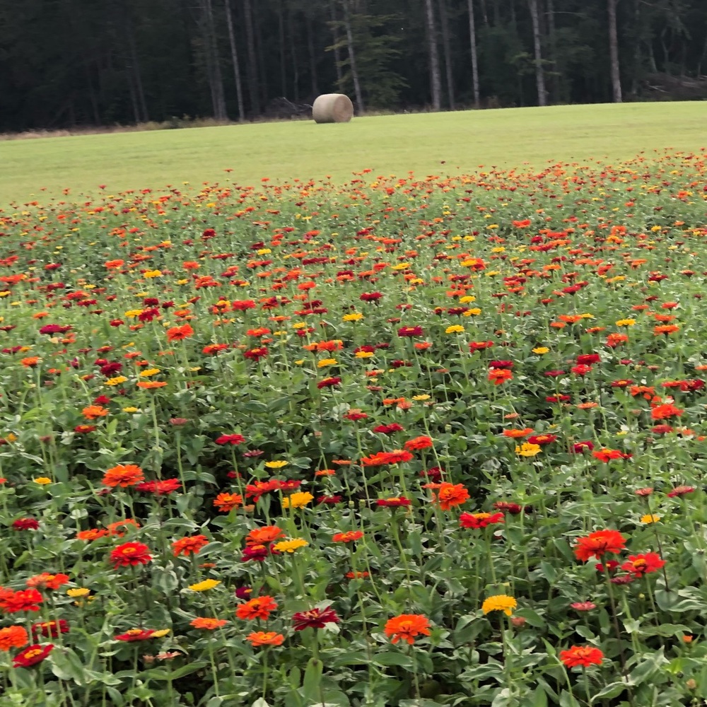 Meet your Posher, Cinthia